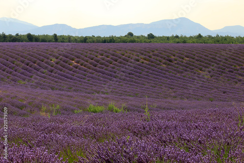 Fototapeta Naklejka Na Ścianę i Meble -  Lavendelfelde in der Provence