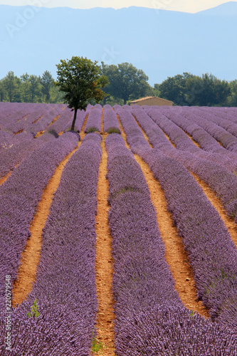 Fototapeta Naklejka Na Ścianę i Meble -  Lavendelfelde in der Provence