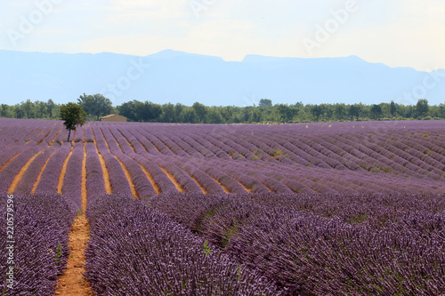 Fototapeta Naklejka Na Ścianę i Meble -  Lavendelfelde in der Provence