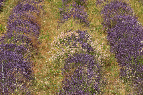 Fototapeta Naklejka Na Ścianę i Meble -  Lavendelfelde in der Provence