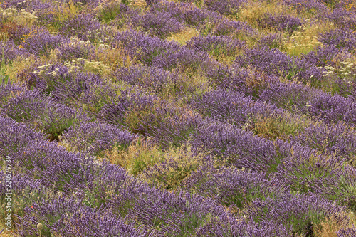 Fototapeta Naklejka Na Ścianę i Meble -  Lavendelfelde in der Provence