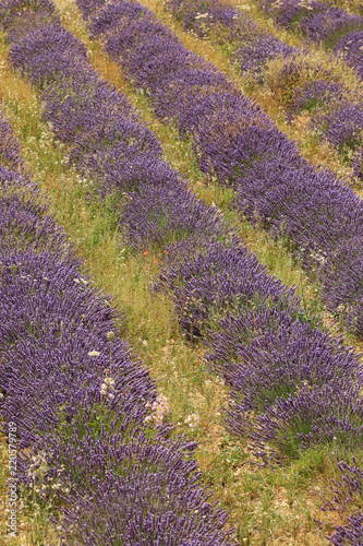 Fototapeta Naklejka Na Ścianę i Meble -  Lavendelfelde in der Provence