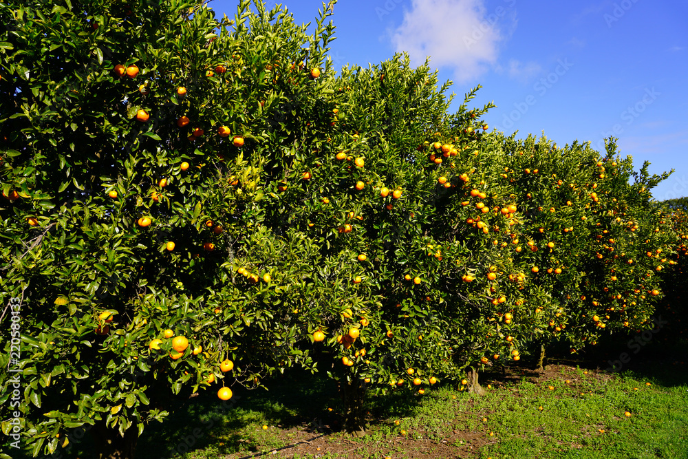 Orchard grove of mandarin trees with bright citrus fruit growing on trees against a blue sky Orchard grove of mandarin trees with bright citrus fruit growing on trees against a blue sky