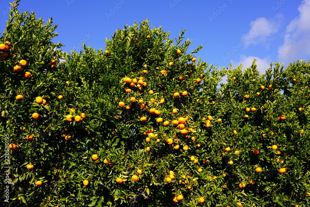 Orchard grove of mandarin trees with bright citrus fruit growing on trees against a blue sky Orchard grove of mandarin trees with bright citrus fruit growing on trees against a blue sky