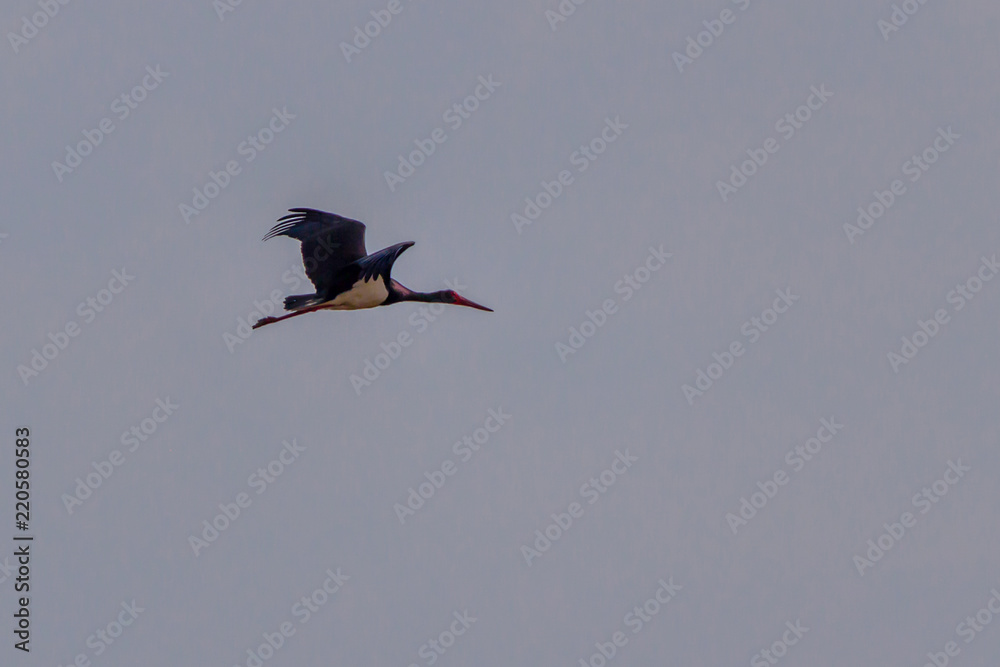Fototapeta premium Black stork flying by, Matopos, Zimbabwe
