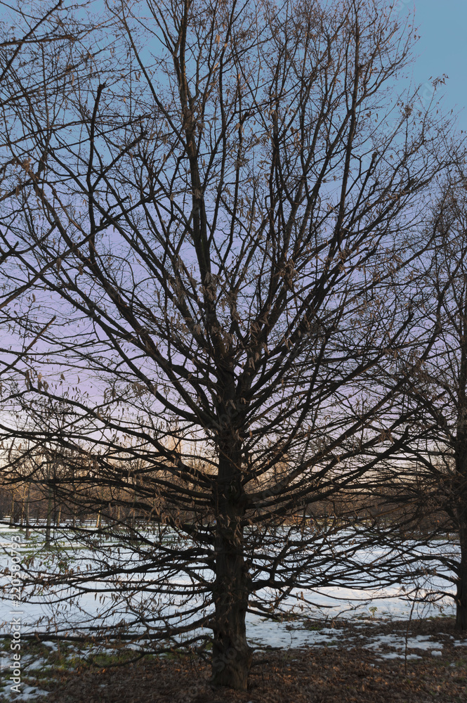 Tree without leaves during sunshine in winter time Tree without leaves during sunshine in winter time