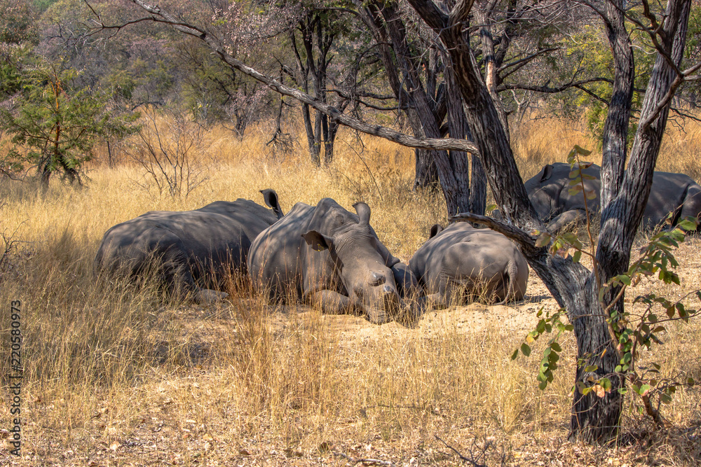 Fototapeta premium Group of white rhinos having a rest from the afternoon sun, Matopos, Zimbabwe