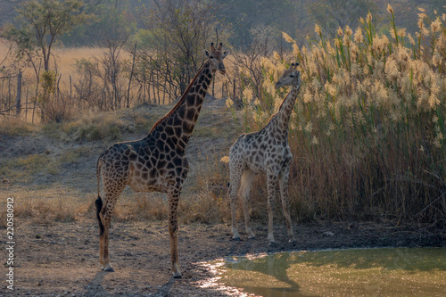 Giraffe looking around to see if its safe to drink  Matopos  Zimbabwe