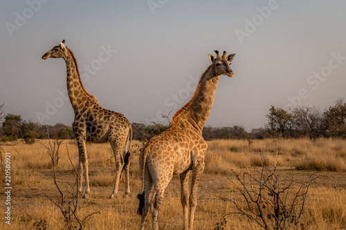 Giraffes standing at lookout for danger in vlei  Matopos  Zimbabwe