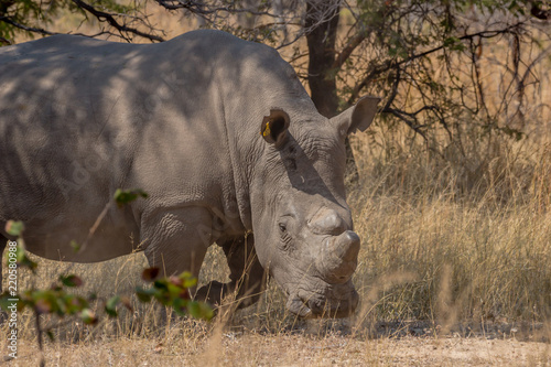 Big white rhino male standing guard ready to charge  Matopos  Zimbabwe