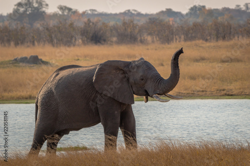 Elephant posing for photo  Hwenge national park  Zimbabwe
