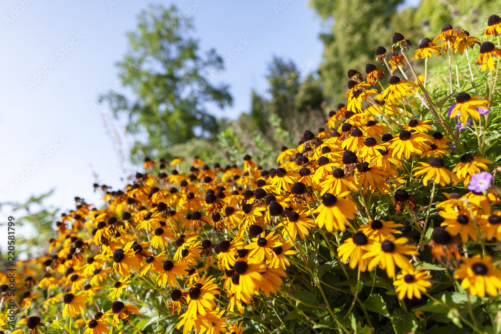 Obraz premium Golden gloriosa daisy flowers on green background