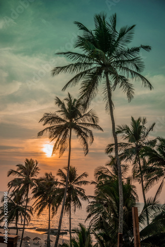 Palm Trees and Sunset