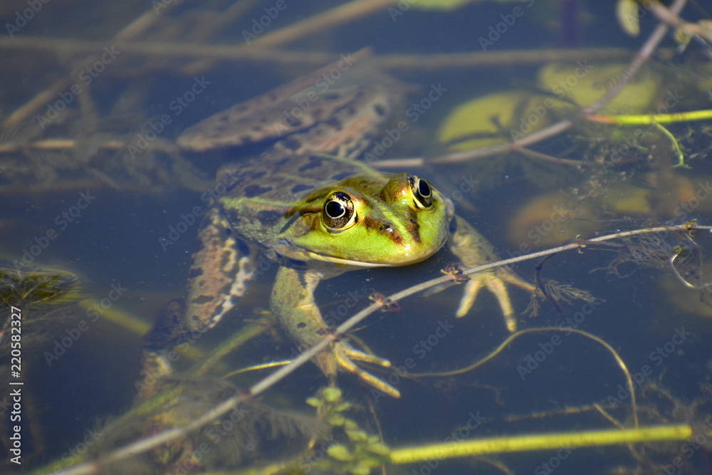 Fototapeta premium Schwimmender Teichfrosch