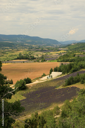 Fototapeta Naklejka Na Ścianę i Meble -  Lavendelfeld in der Provence