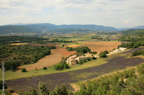 Fototapeta Naklejka Na Ścianę i Meble -  Lavendelfeld in der Provence
