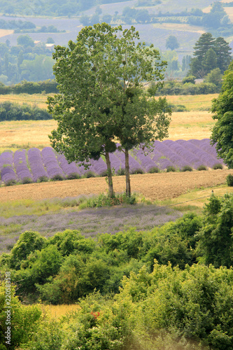 Fototapeta Naklejka Na Ścianę i Meble -  Lavendelfeld in der Provence