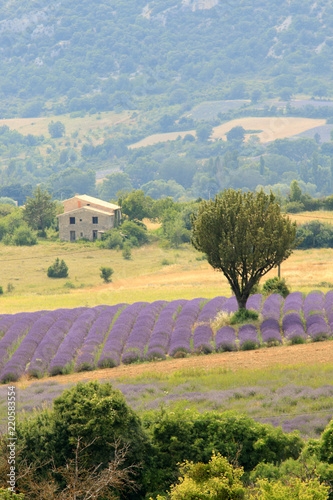 Fototapeta Naklejka Na Ścianę i Meble -  Lavendelfeld in der Provence