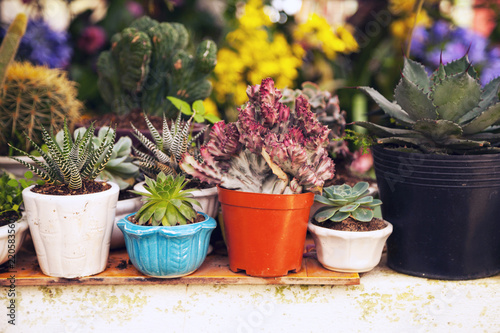 Many potted succulent and cactus home plants in a back yard. Various small green houseplants in pots background. Cute indoor garden close-up
