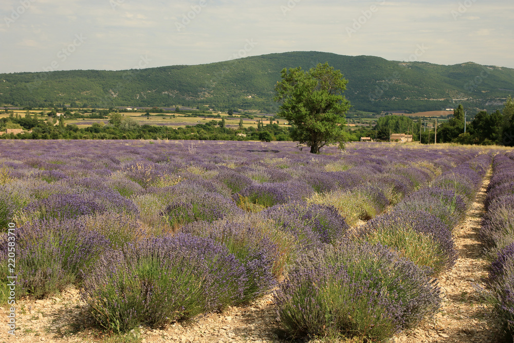 Fototapeta premium Lavendelfeld in der Provence