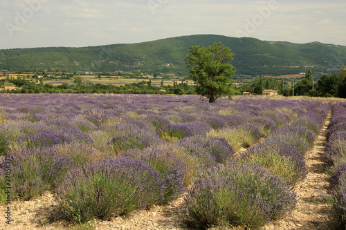 Fototapeta Naklejka Na Ścianę i Meble -  Lavendelfeld in der Provence