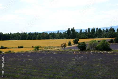 Fototapeta Naklejka Na Ścianę i Meble -  Lavendelfeld in der Provence