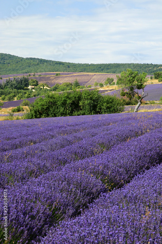 Lavendelfelder