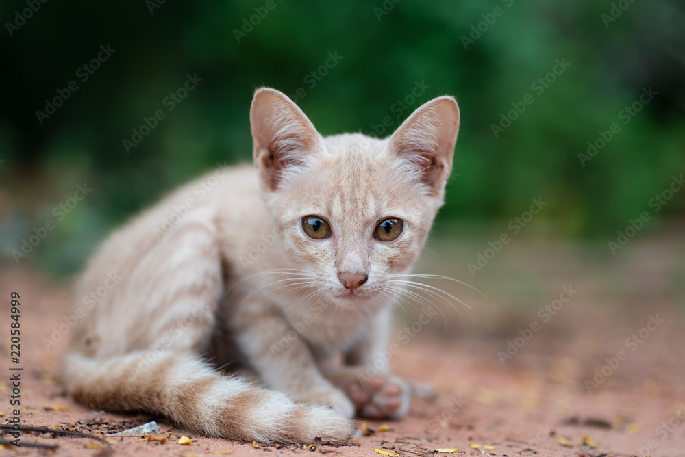 Cute kitten sitting on the ground in the garden Cute kitten sitting on the ground in the garden