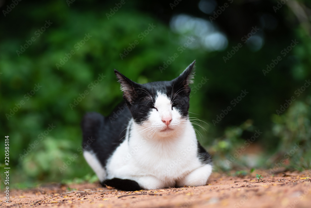 Portrait of white and black sitting on the ground in the garden Portrait of white and black sitting on the ground in the garden