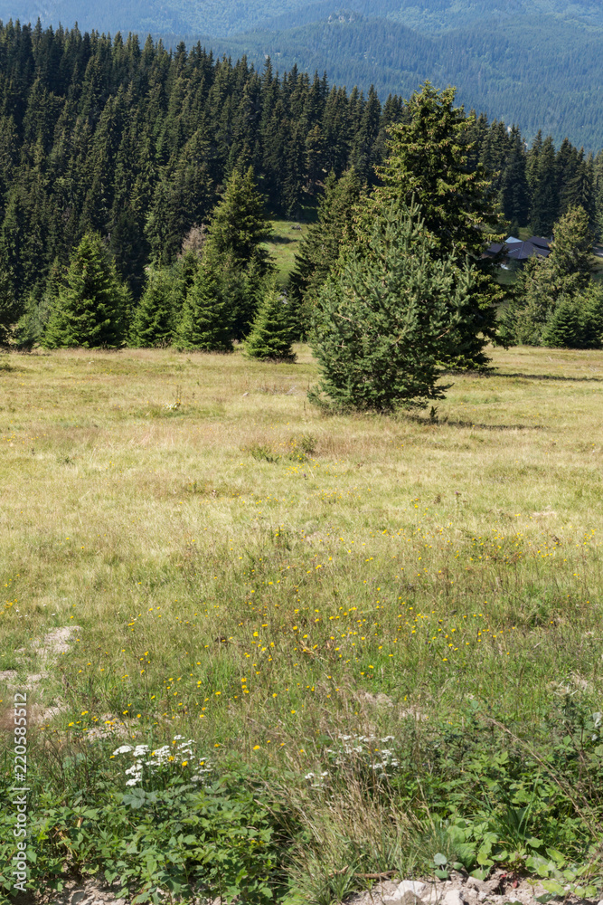 Amazing Summer landscape of Rhodope Mountains near Snezhanka peak and ski resort Pamporovo, Smolyan Region, Bulgaria