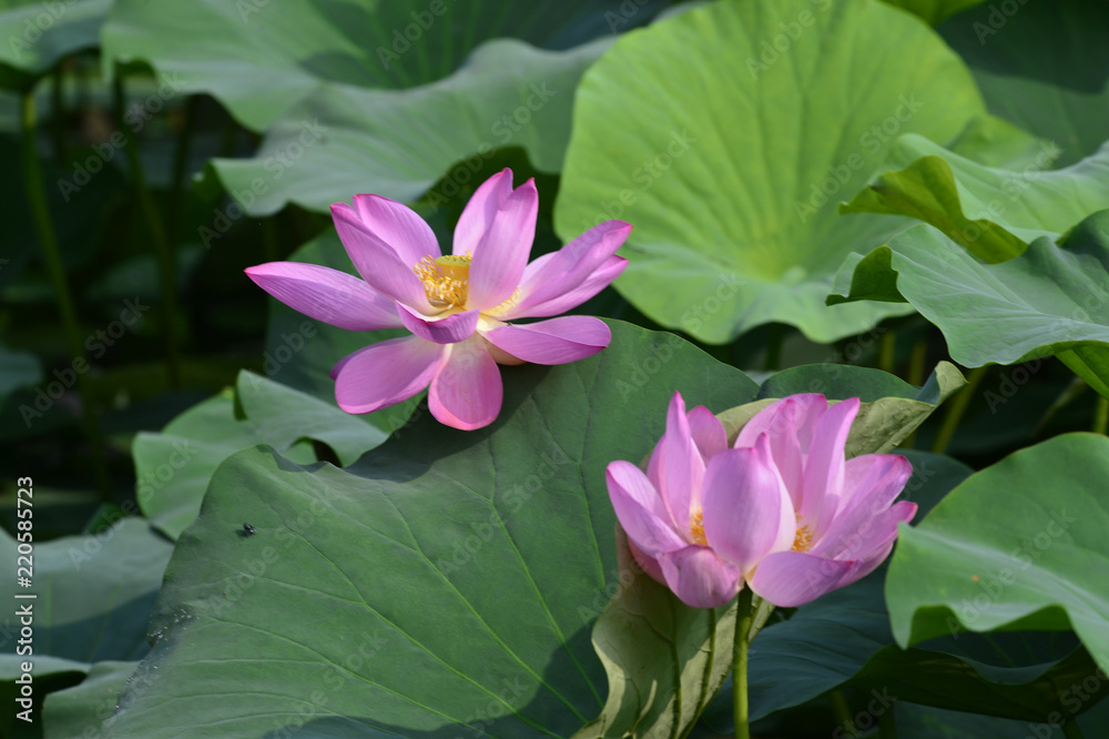 Blooming lotus flowers in the park Blooming lotus flowers in the park