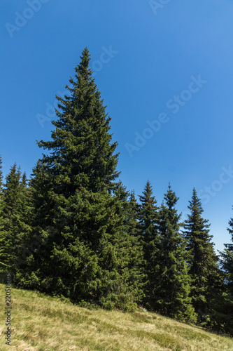 Fototapeta Naklejka Na Ścianę i Meble -  Amazing Summer landscape of Rhodope Mountains near Snezhanka peak and ski resort Pamporovo, Smolyan Region, Bulgaria