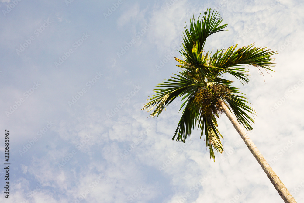 Coconut tree in front blue sky and cloud background Vintage Style. Coconut tree in front blue sky and cloud background Vintage Style.