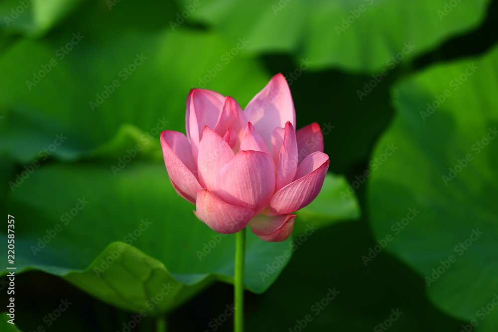 Blooming lotus flower, very beautiful