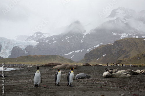 penguin in the arctic