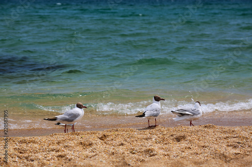 Seascape with seagulls flying at gold beach photo