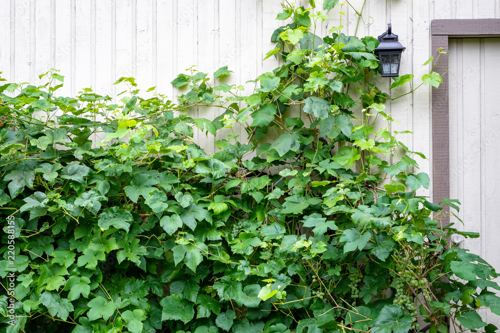Grape vines growing on the side of a wood building, black lamp and door
Grape vines growing on the side of a wood building, black lamp and door