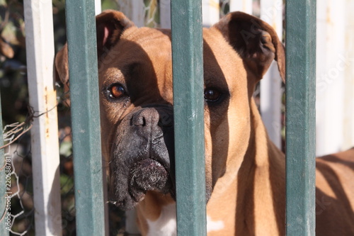 Boxer prisionero