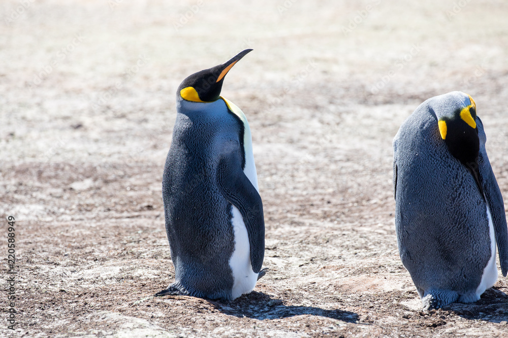 Fototapeta premium penguin in the arctic
