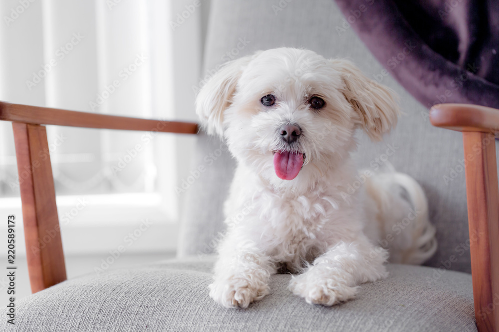 Cute small white lap dog portrait on a couch indoors Cute small white lap dog portrait on a couch indoors