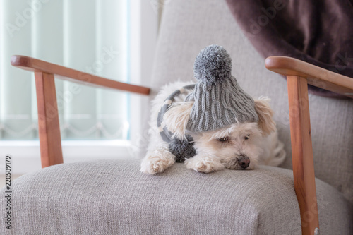 Small dog laying face down on a couch looking sad with winter beanie and scarf on