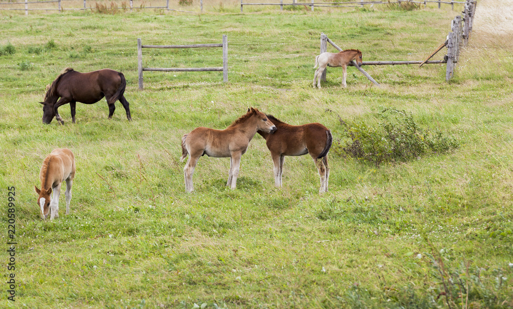 group of little foals playing together and an adult horse group of little foals playing together and an adult horse