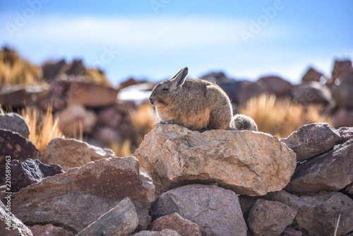 A southern Viscacha sits on rocks in the abandoned mining town of San Antonio de Lipez, Sud Lipez province, Bolivia