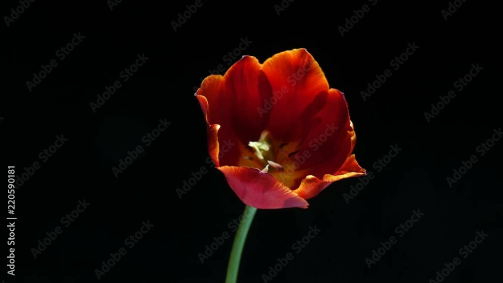 Timelapse of red tulip flower blooming on black background, alpha channel Timelapse of red tulip flower blooming on black background, alpha channel