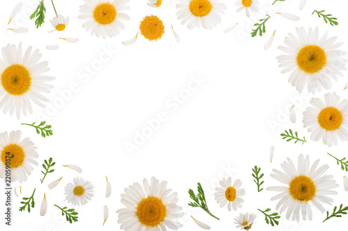 chamomile or daisies with leaves isolated on white background with copy space for your text. Top view. Flat lay