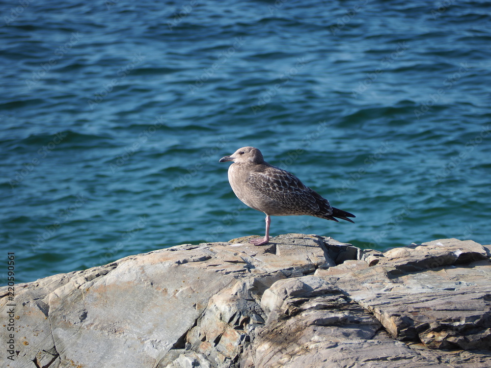lonely seagull on rock by the ocean lonely seagull on rock by the ocean