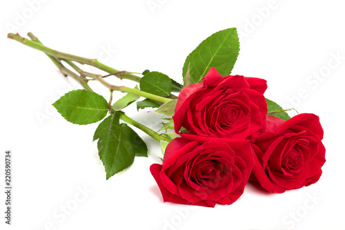 Fototapeta Naklejka Na Ścianę i Meble -  beautiful red rose isolated on white background