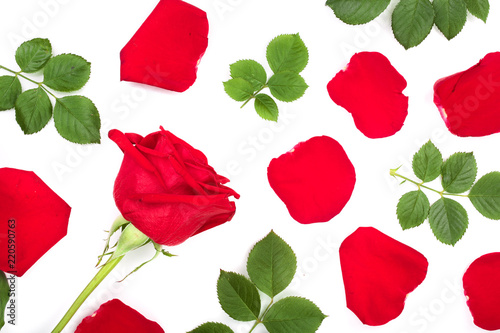 beautiful red rose with leaves and petals isolated on white background. Top view. Flat lay pattern