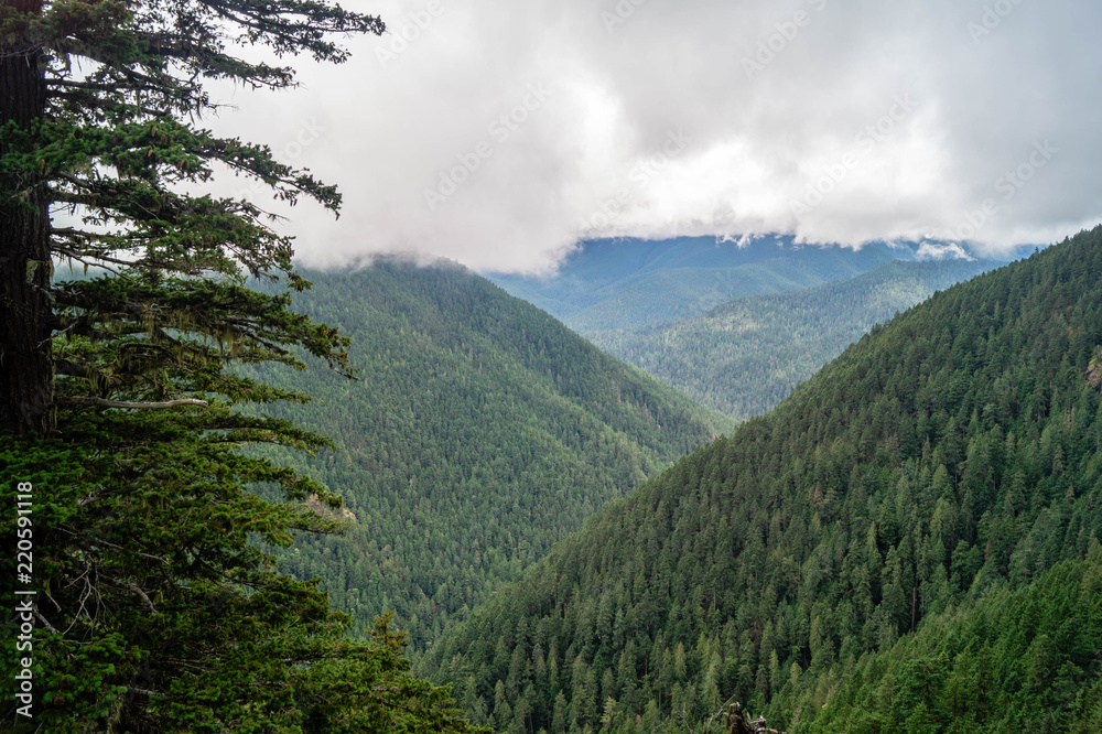 Olympic National Park forests on the Olympic Peninsula of Washington state
