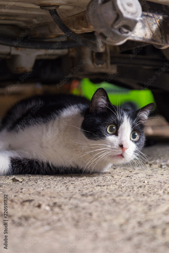 Fototapeta premium Resting cat, lying on cardboards behind a car, surprised there, open eyed looking. In a old garage.